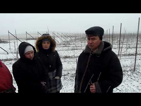 Видео: Обрезка яблони в интенсивном саду. Часть 2