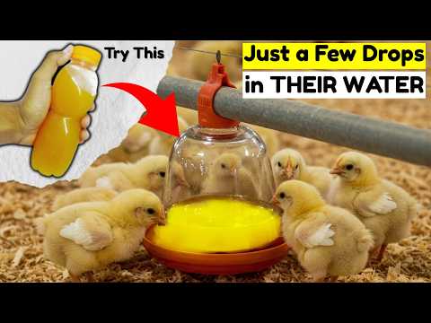 Видео: Мои цыплята-бройлеры УВЕЛИЧИЛИ ВЕС В 5 РАЗ БОЛЬШЕ ЗА 7 ДНЕЙ Попробуйте это!!!