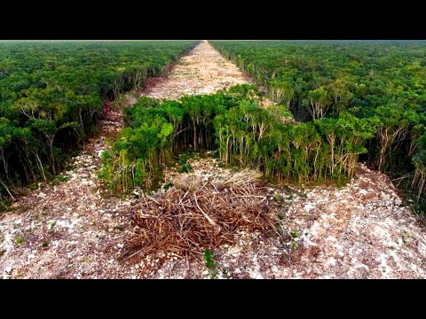 Видео: Мексика строит железную дорогу в джунглях