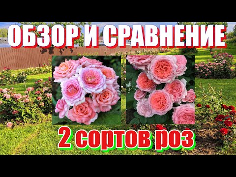 Видео: Обзор и сравнение двух шрабов от Доменика нашего Массада. Институт Люмьер и Лоран Каброль.