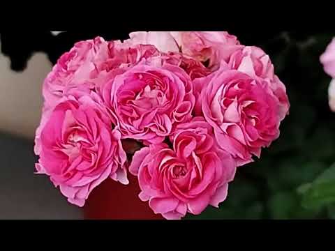 Видео: v24*СИМ Сеньорита, Ая Пряный щербет, Ая Доброе утро...25 октября. 