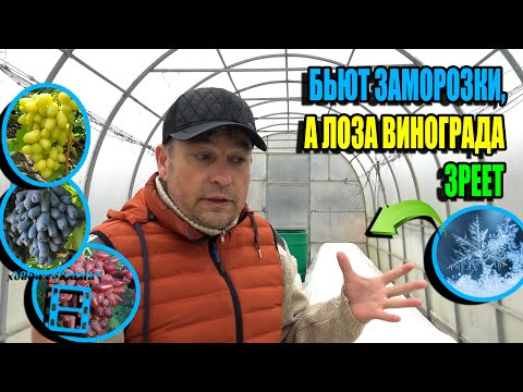 Видео: ЧЕРЕДА ЗАМОРОЗКОВ ДО -10 °C! КАК СЕБЯ ЧУВСТВУЕТ ВИНОГРАДНИК ПОД УКРЫТИЕМ? СЕВЕРНЫЙ ВИНОГРАДНИК 25-35