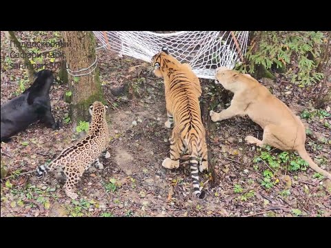 Видео: Тигр, лев и ягуары поделили гамак поровну - на четыре части