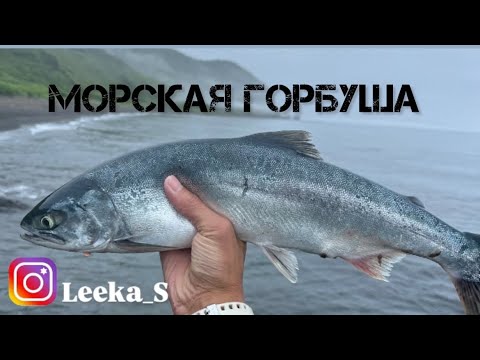 Видео: Морская Горбуша серебрянка с моря/Сезон лосося/ как понять самка или самец?