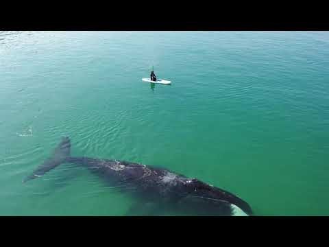 Видео: Почему гренландские киты любят бухту Врангеля