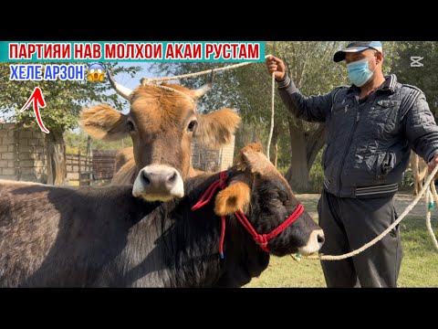 Видео: Партияи Нав МОЛХОИ АКАИ РУСТАМ ХЕЛЕ АРЗОН УСПЕТ КУНЕД 20 октября 2025 г.