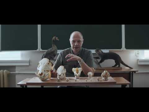 Видео: Следы жизнедеятельности лесных животных