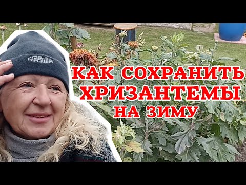 Видео: Время выкапывать хризантемы. 🌺 Не допускайте этих ошибок, если хотите сохранить растения. 