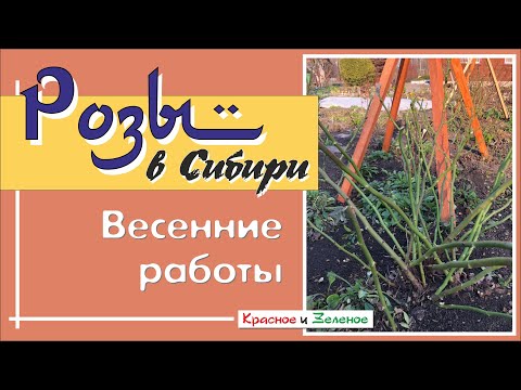 Видео: Розы весной в Сибири. Открываем укрытие. Первые работы в розарии.