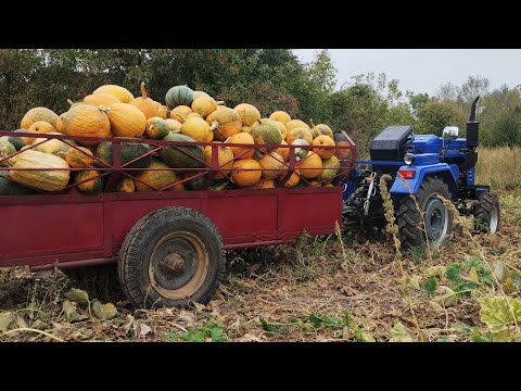 Видео: гарбуз сорту "Афреканський багатоплідний"як там врожай?