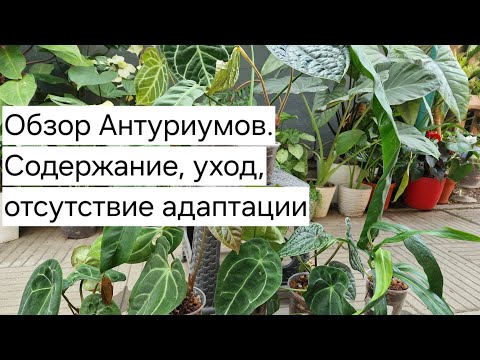 Видео: Обзор Антуриумов. Уход, содержание, отсутствие адаптации, мой опыт