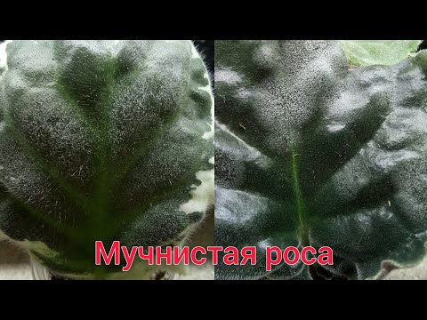 Видео: Мучнистая роса на фиалках. Причины и методы лечения. Опасности этого грибка.