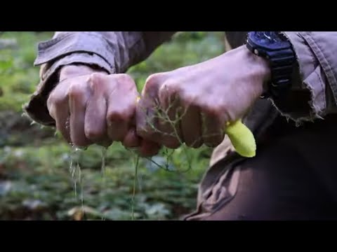 Видео: Как добыть воду в лесу