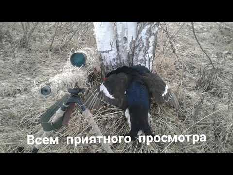 Видео: Чз 455 22 вмр на тетерева