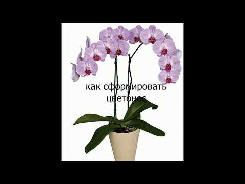 Видео: Цветоносы у орхидей: как правильно сформировать и не сломать цветонос
