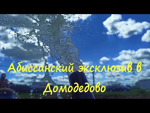 Видео: Абиссинский эксклюзив в Домодедово.