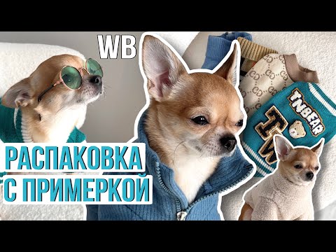 Видео: Распаковка одежды для собак с Wildberries | находки и покупки для животных Вайлдберриз