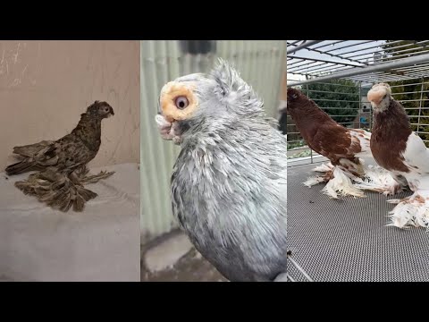 Видео: ТАКИХ ГОЛУБЕЙ НЕ КАЖДЫЙ ДЕНЬ УВИДИШЬ. Масти разные. Узбекские голуби