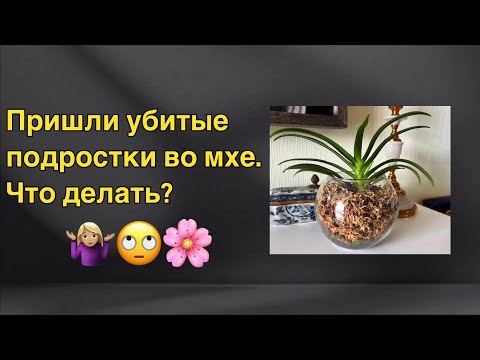 Видео: Получила слабые подростки во мхе. ЧТО ДЕЛАТЬ?! 🤷🏼‍♀️🙄