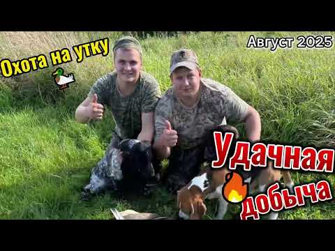 Видео: ОХОТА НА УТКУ 2025❗️/СИДЕЛА НА КУКУРУЗНОМ ПОЛЕ /ОХОТА С ПОДХОДА 🦆