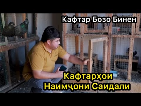 Видео: Бинен Кафтарои Наимчони Саидали.