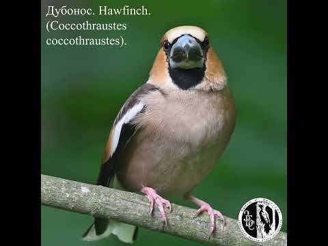 Видео: Дубонос 12 июня. Hawfinch 12 June.(Coccothraustes coccothraustes).