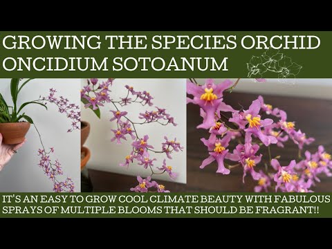 Видео: Как выращивать видовую орхидею Oncidium sotoatum: мать всех Twinkle Oncidium!