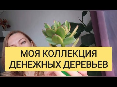 Видео: Денежные деревья - моя коллекция