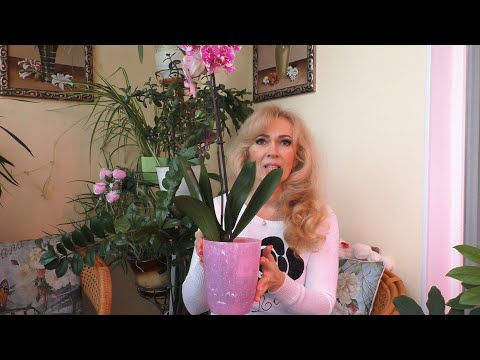 Видео: ПОГИБЛИ корни у НОВОЙ орхидеи. Грунт СЪЕЛ КОРНИ! В пересадку НЕ КИНУЛАСЬ.