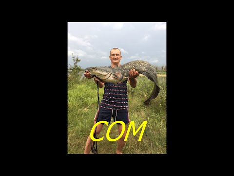 Видео: ЛОВЛЯ СОМА!!! Река ПРИПЯТЬ!!! Сашими из судака!!! Catfish!