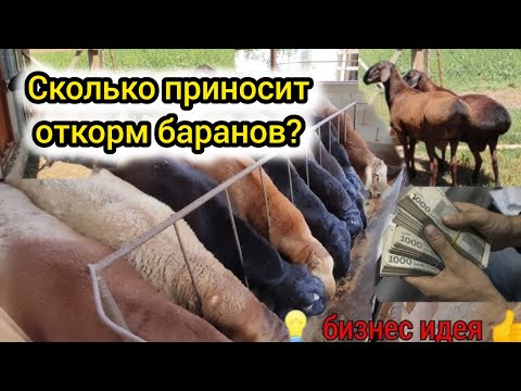 Видео: 50 баранов на откорм — сколько реально можно заработать?