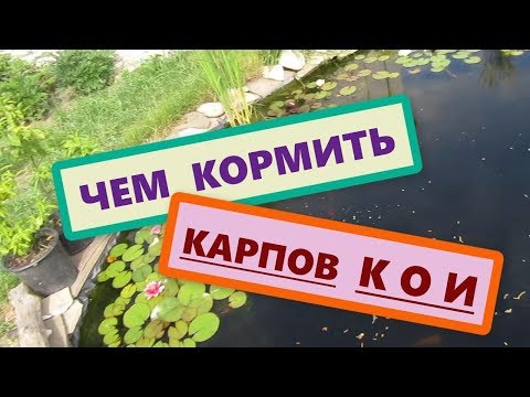 Видео: Чем кормить японских карпов Кои? Пруд на даче. Лучшая еда для декоративных рыб