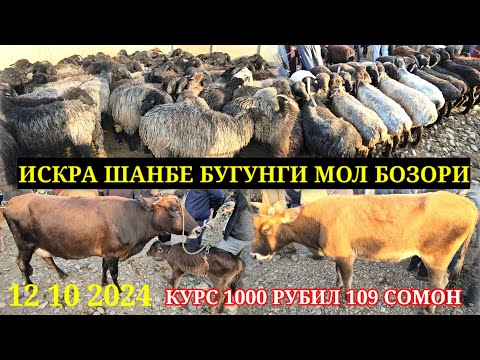 Видео: ИСКРА ШАНБЕ БУГУНГИ 🐄 МОЛ БОЗОРИ МОЛ КУРС 1000 РУБИЛ 114 СОМОН МАЕДА МОЛ ВА БОШКАЛАР ШАНБЕ