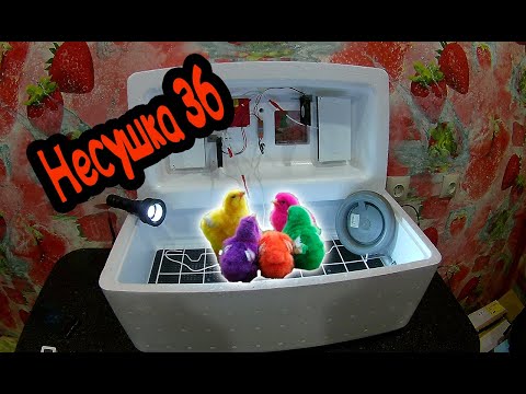 Видео: ИНКУБАТОР НЕСУШКА 36 ( первые впечатления от первого инкубатора)