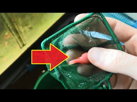 Видео: Спасаю данио!