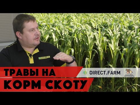 Видео: Травы на корм скоту. Злаковые кормовые травы