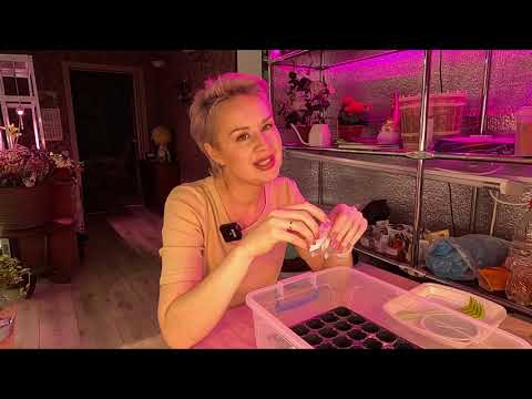 Видео: ЛОБЕЛИЯ ИЗ СЕМЯН.ПРОБУЮ НОВЫЙ СПОСОБ ПОСЕВА СЕМЯН ЛОБЕЛИИ.2023