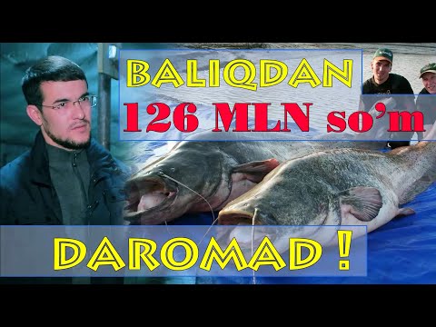 Видео: Томорқада балиқ боқиш бизнеси. Даромади ёмон эмас