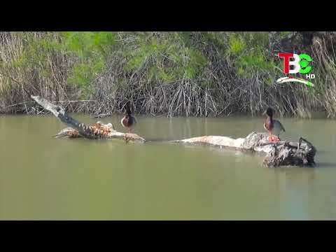 Видео: Ҳаёт дар беша | Сайёраи сабз