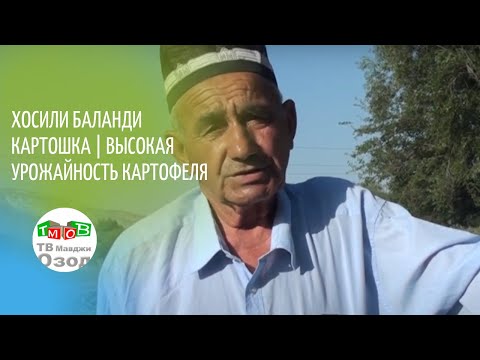 Видео: ҲОСИЛИ БАЛАНДИ КАРТОШКА | ВЫСОКАЯ УРОЖАЙНОСТЬ КАРТОФЕЛЯ