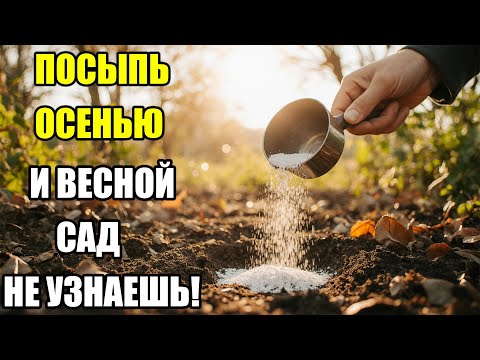 Видео: Я посыпаю этим весь сад осенью — и это творит чудеса с растениями и почвой!