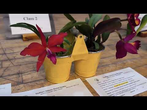 Видео: Экспонаты на выставке орхидей в Онтарио такие красивые!