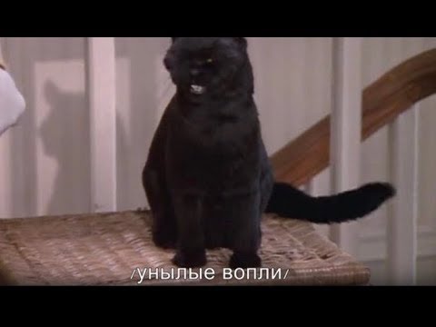 Видео: Кот Сэйлем - лучшие моменты | Сабрина маленькая ведьма