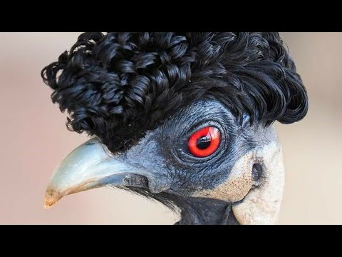 Видео: делаем павлина у себя дома 3часть(мастер класс)