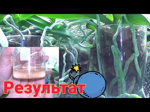 Видео: ЭТО живительный БУЛЬОНЧИК для орхидеи ИЗ НИЧЕГО! После ТАКИХ СОВЕТОВ от гуру за помощью ИДУТ КО МНЕ!