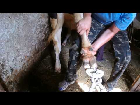 Видео: Обрезка копыт в селе.Трудности фиксации. Trimming hooves in the village. fixation difficulties.