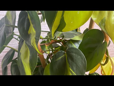 Видео: Филодендроны. Обзор коллекции.
