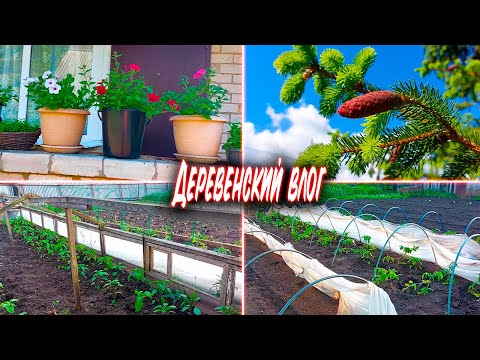 Видео: ПОТЕПЛЕЛО 🌞 ВЫСТАВИЛА ПЕТУНИИ 🌸 ПОСАДИЛА ПЕРЦЫ И ТОМАТЫ 🍅