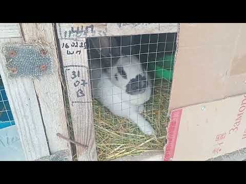 Видео: Кролики Німецький Строкач, окроли і морози