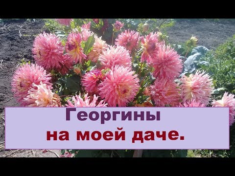 Видео: Обзор моих цветов на даче. Георгины 2019 г.